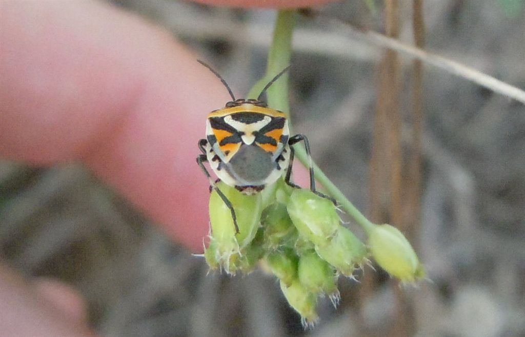 Pentatomidae coloratissimo:  Eurydema ornata della Campania